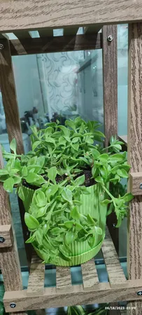 گیاه طبیعی ناز کد byt27