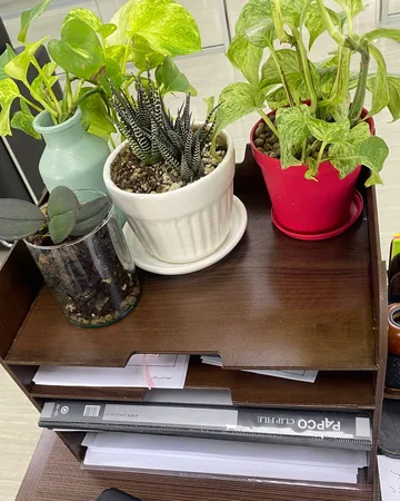 کازیه پاراکو مدل S01