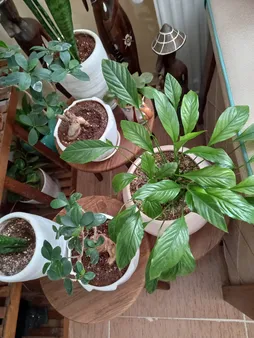 میز عسلی مدل 456 کد 01 مجموعه 3 عددی
