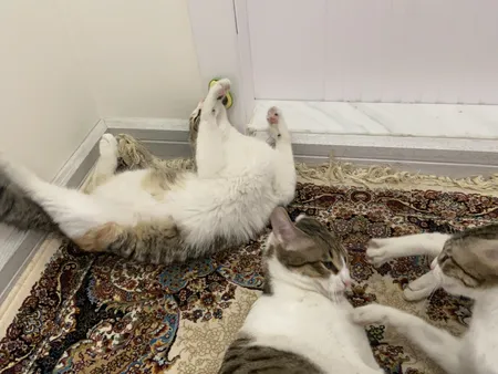 تشویقی دندانی گربه مدل آبنبات کت نیپ دار avo01