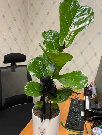 گل طبیعی فیکوس لیراتا آفریقایی تافکو کد 2022