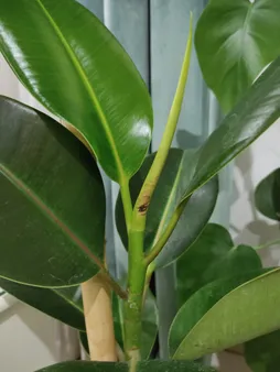 گیاه طبیعی فیکوس کد 01