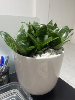 گل طبیعی سانسوریا تافکو مدل پا کوتاه کد s1