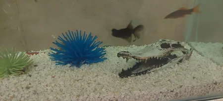 جمجمه تزیینی آکواریوم کد MS