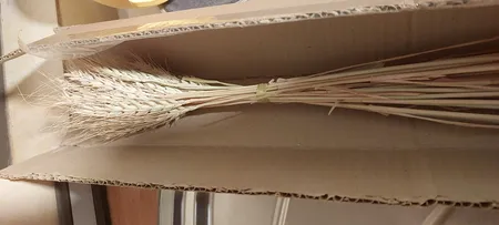 دسته گل خشک مدل خوشه گندم کد 40