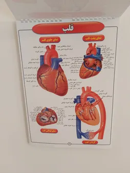 پوستر طرح اطلس آناتومی بدن انسان مجموعه 15 عددی