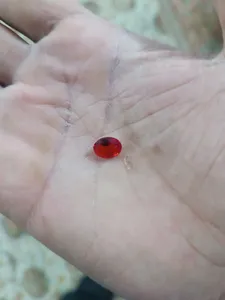 تجریه خرید سنگ یاقوت کد 10-8