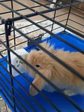 تجریه خرید سنگ کلسیم جوندگان فردی مدل Gnawng S وزن 80 گرم