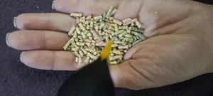 تجریه خرید غذای مرغ مینا مدل اوشکایا وزن یک کیلوگرم