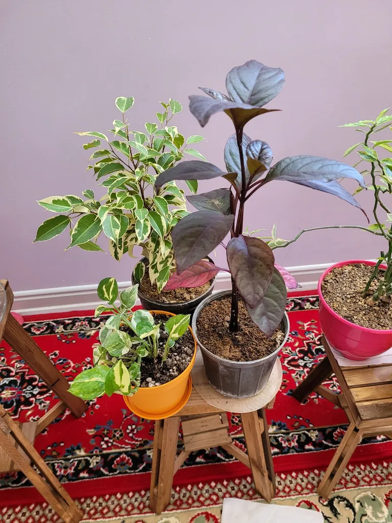 گلدان شهرآذین مدل 1200