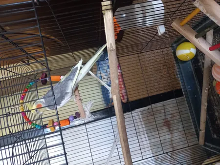 اسباب بازی پرندگان کد 335 مجموعه 3 عددی