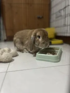 تجریه خرید غذای خرگوش نیچر فود مدل 2 ستاره وزن 500 گرم