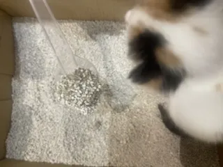 خاک بستر گربه کت مت وزن 10 کیلوگرم