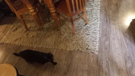 فرش ماشینی تیگران مفشوو مدل فانتزی کد BRN2024