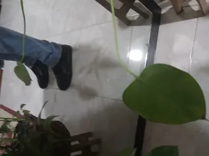 تجریه خرید کفش روزمره مردانه کفش شیما مدل ژیرو 47849014