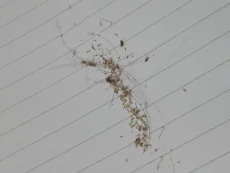 شانه ضد شپش وی کامب مدل TTVC01