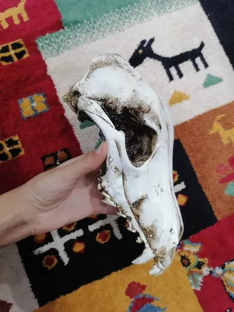 جمجمه تزیینی آکواریوم کد TW