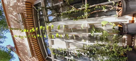 بذر گل نیلوفر رونده الوان گلبرگ پامچال کد GPF-093