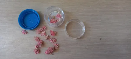 گل خشک لایت چلیپا مدل رزین اپوکسی وزن 5 گرم