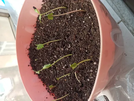 بذر گل نیلوفر رونده الوان گلبرگ پامچال کد GPF-093