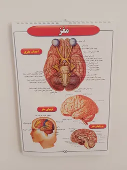 پوستر طرح اطلس آناتومی بدن انسان مجموعه 15 عددی