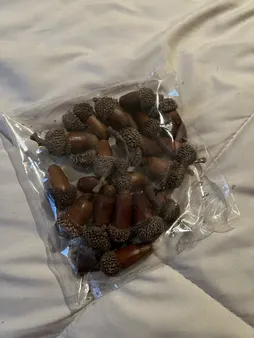 میوه تزیینی مدل بلوط بسته 20 عددی