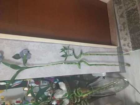 گیاه طبیعی بامبو مدل جوانه دار مدل 80