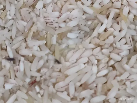 برنج ایرانی فجر آمل - 10 کیلوگرم