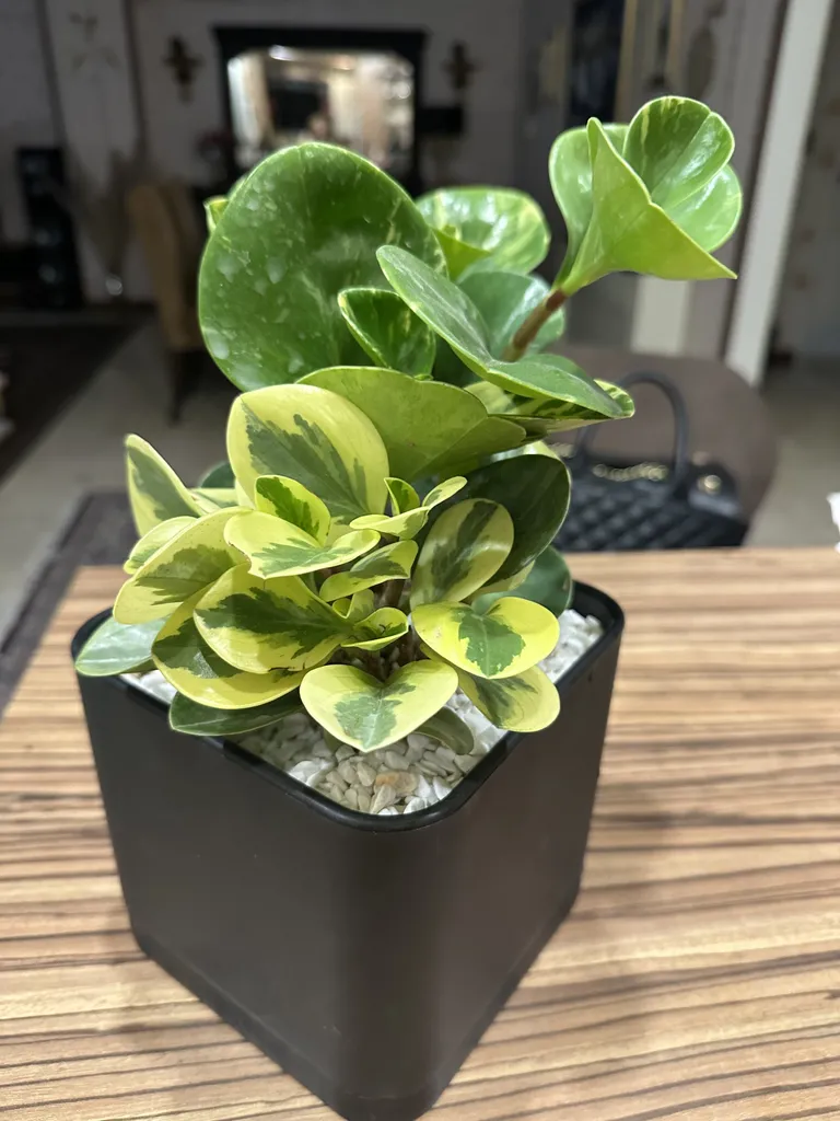 گیاه طبیعی قاشقی ابلق گل گیفت کد GP015