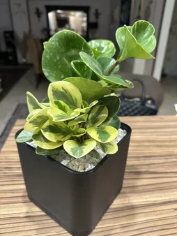 گیاه طبیعی قاشقی ابلق گل گیفت کد GP015