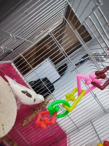 تجریه خرید تشویقی طوطی هپی برد مدل استیک پرستیژ وزن 60 گرم