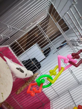 تشویقی طوطی هپی برد مدل استیک پرستیژ وزن 60 گرم