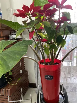 گل طبیعی بنت قنسول کد 105