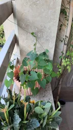 بذر گل نیلوفر رونده الوان گلبرگ پامچال کد GPF-093