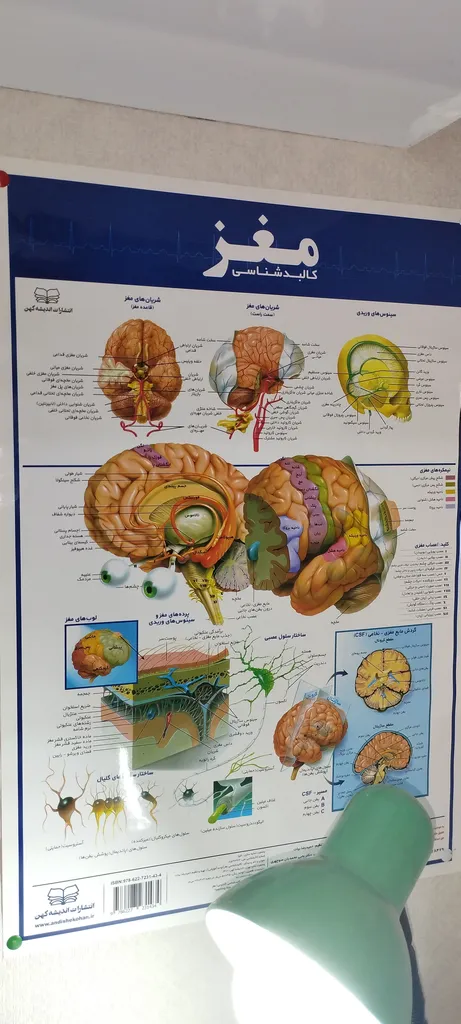 پوستر آموزشی انتشارات اندیشه کهن مدل کالبدشناسی کلیه کد 35-50-9