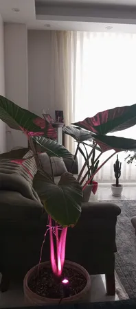 لامپ رشد گیاه 5 وات لایت ویژن مدل hp1-5w سری تک شاخه