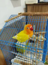 تجریه خرید سنگ کلسیم کد C2005 بسته ۲ عددی