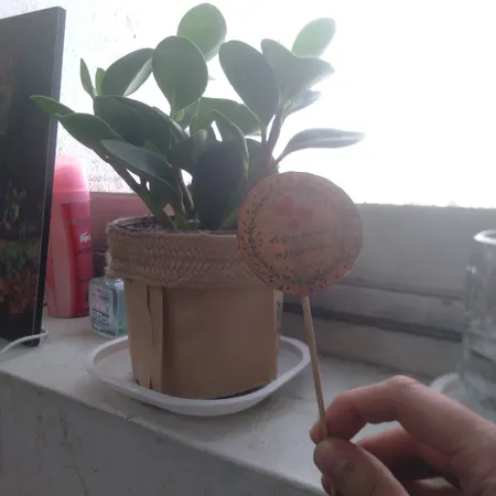 گیاه طبیعی قاشقی کد 02.A.P