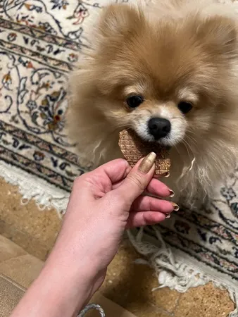 غذای تشویقی سگ ابیش مدل دنبلان خشک شده گوساله وبره وزن 100 گرم