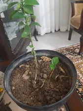 تجریه خرید کود سه بیست گرین پیک مدل NPK 20-20-20 وزن یک کیلوگرم