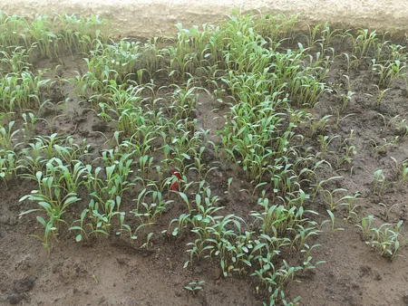 بذر شاهی بذر طلایی برتر کد BZT-95