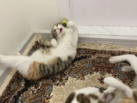 تشویقی دندانی گربه مدل آبنبات کت نیپ دار avo01