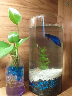 تنگ ماهی کد 0101