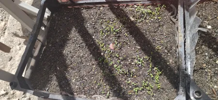 بذر سبزی خوراکی بذر طلایی برتر کد P-S-BZT-08 مجموعه 8 عددی