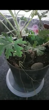 گیاه طبیعی عطر چای مدل C-42