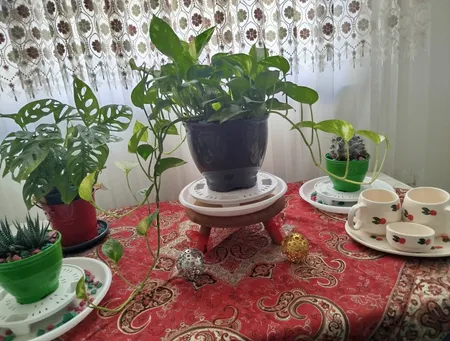 گیاه طبیعی پتوس مدل P-12