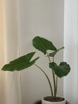 گل طبیعی بابا ادم  تافکو کد 2025