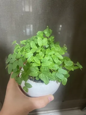 بذر گل نیلوفر رونده الوان گلبرگ پامچال کد GPF-093