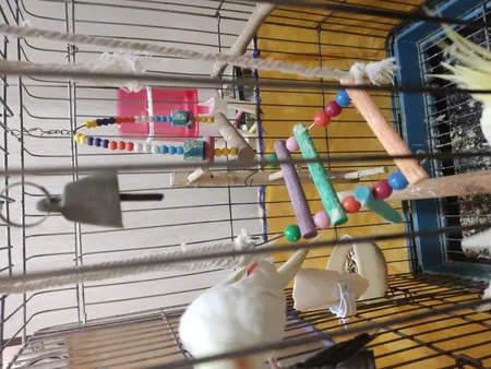 اسباب بازی پرندگان مدل 3068