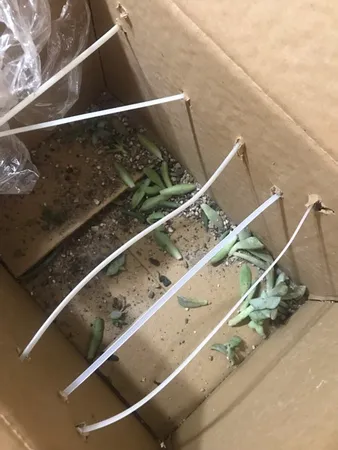 گیاه طبیعی کاکتوس و ساکولنت آیدین کاکتوس کد CB-004 بسته 12 عددی